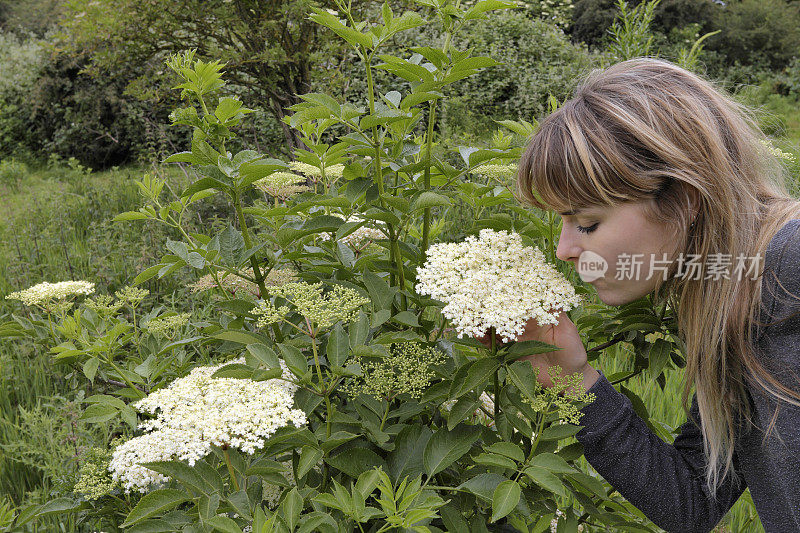 Mitcham Common上接骨木花的香味